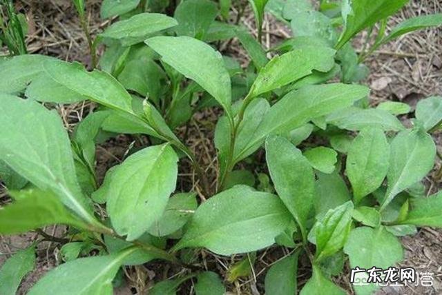 你都见过哪些野菜?