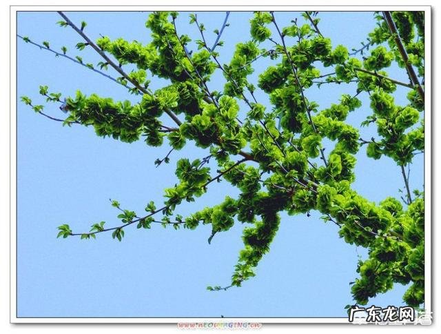 你都见过哪些野菜?