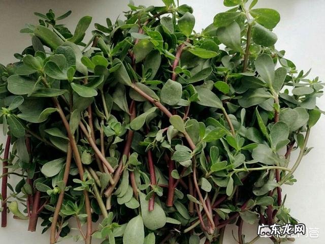 你都见过哪些野菜?