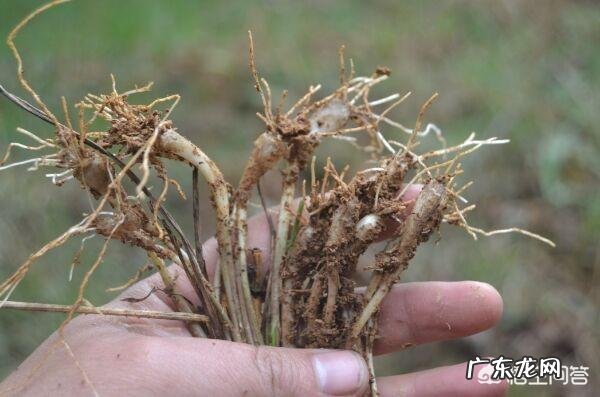 你都见过哪些野菜?