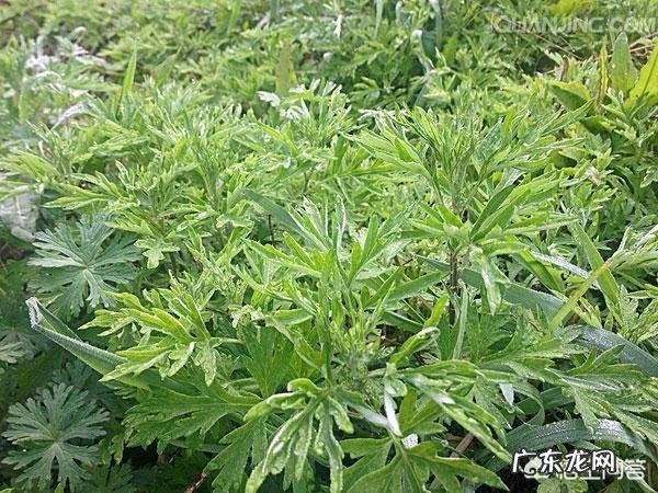 你都见过哪些野菜?