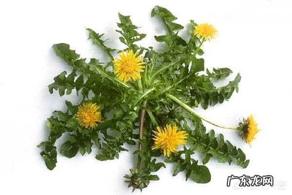 你都见过哪些野菜?