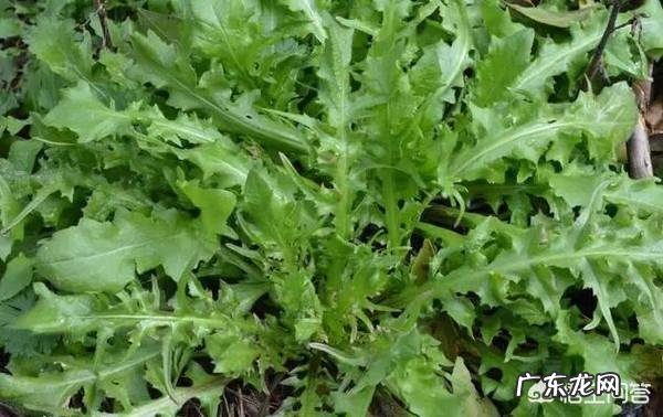 你都见过哪些野菜?