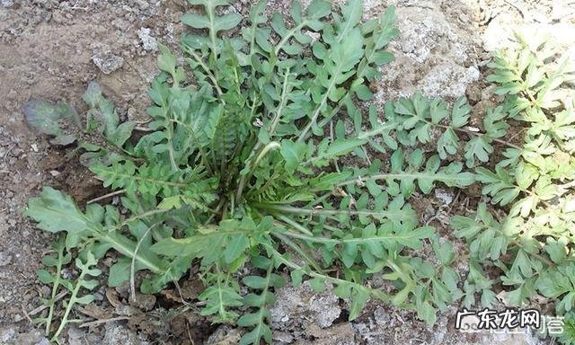 你都见过哪些野菜?