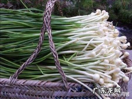 你都见过哪些野菜?