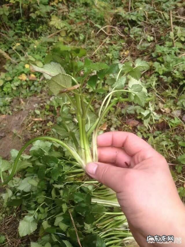 你都见过哪些野菜？