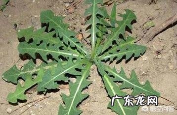 你都见过哪些野菜?
