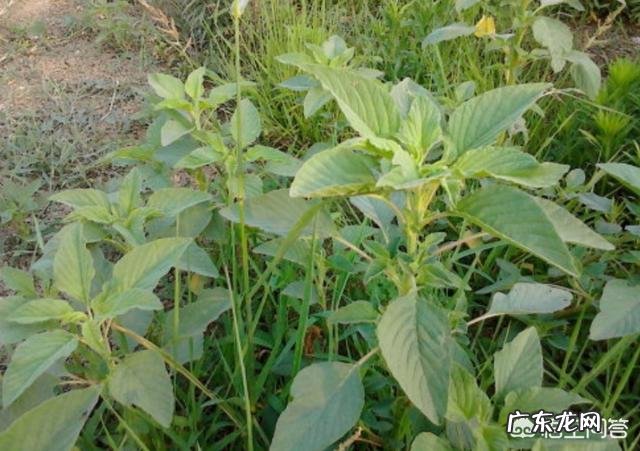 你都见过哪些野菜?