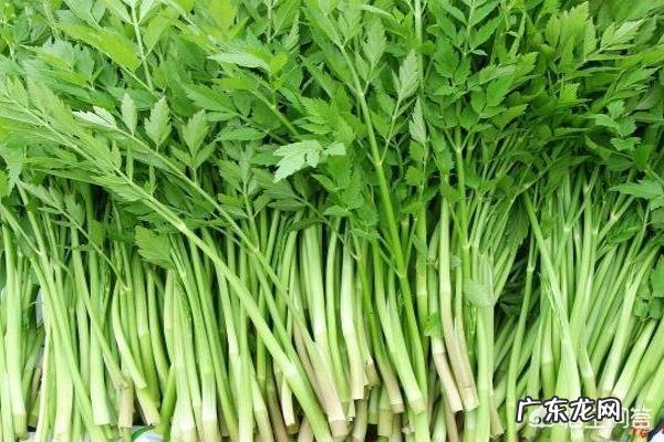 你都见过哪些野菜?