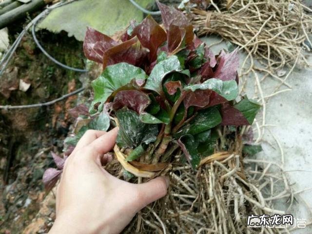 你都见过哪些野菜?