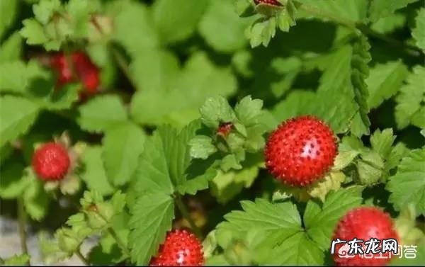 你都见过哪些野菜?