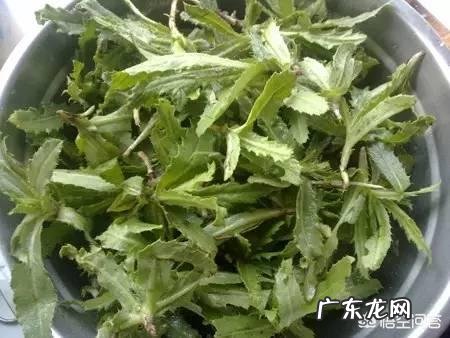 你都见过哪些野菜?