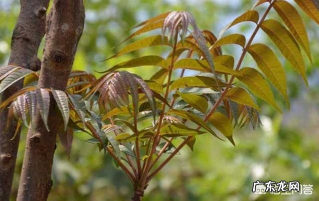 你都见过哪些野菜?