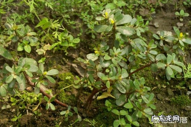 你都见过哪些野菜?