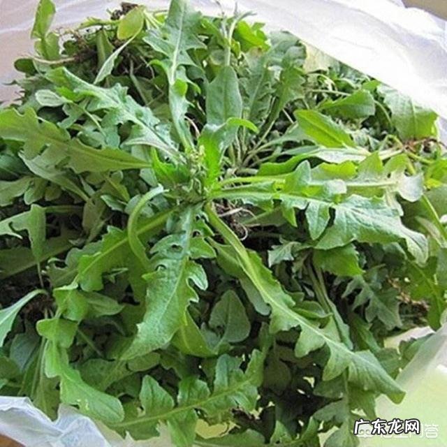 你都见过哪些野菜?