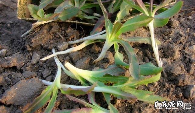 你都见过哪些野菜?