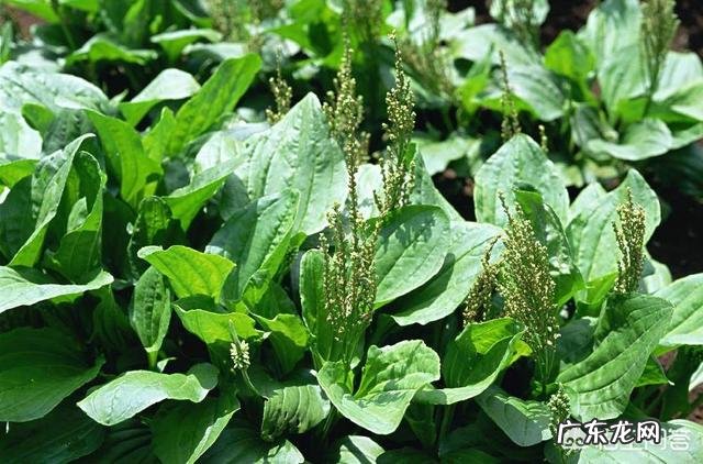 你都见过哪些野菜?