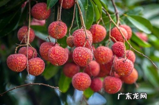 印度荔枝品种 越南荔枝品种