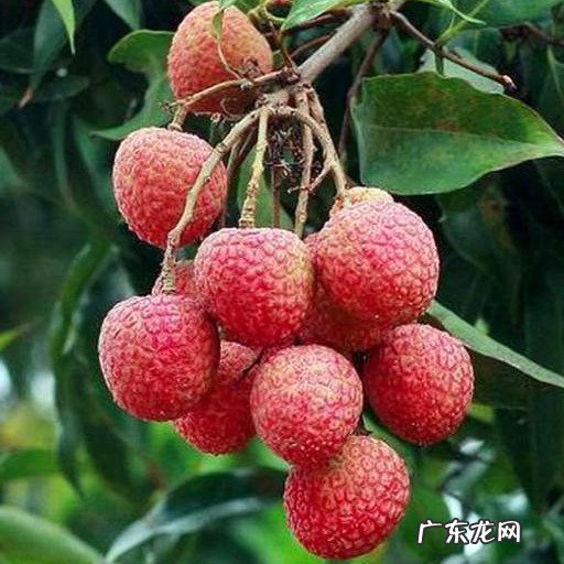 印度荔枝品种 越南荔枝品种