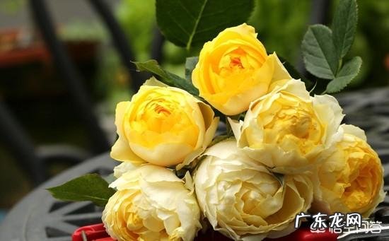 大门口种什么花好？