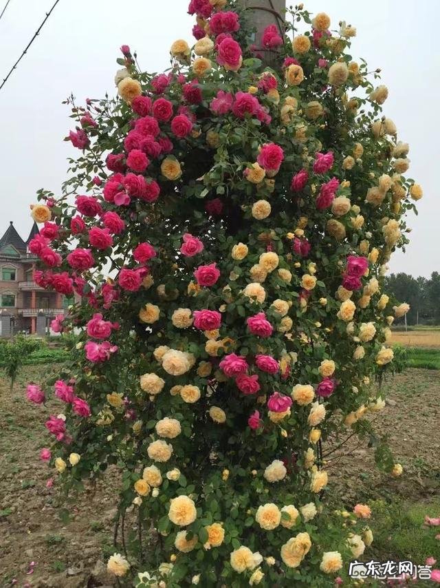 大门口种什么花好?