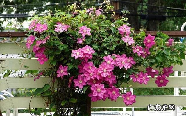 大门口种什么花好？