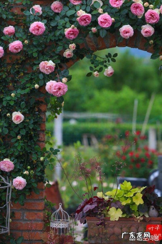 大门口种什么花好?