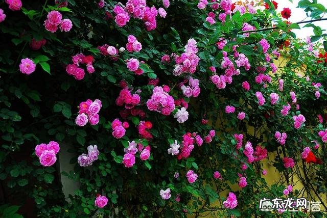 大门口种什么花好？