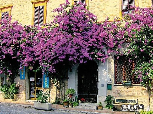 大门口种什么花好？