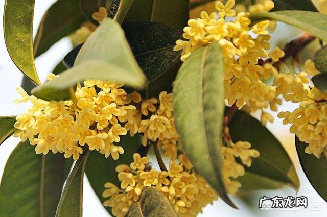 大门口种什么花好?