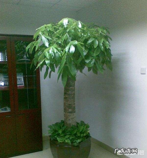 大门口种什么花好?