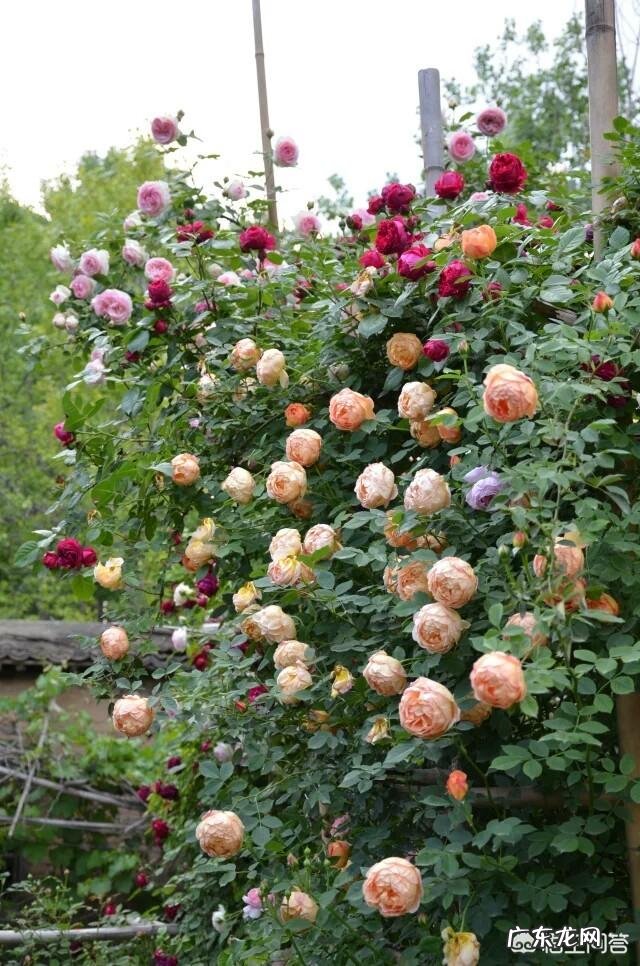 大门口种什么花好?