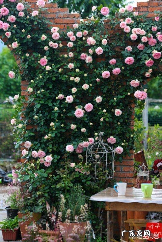 大门口种什么花好?