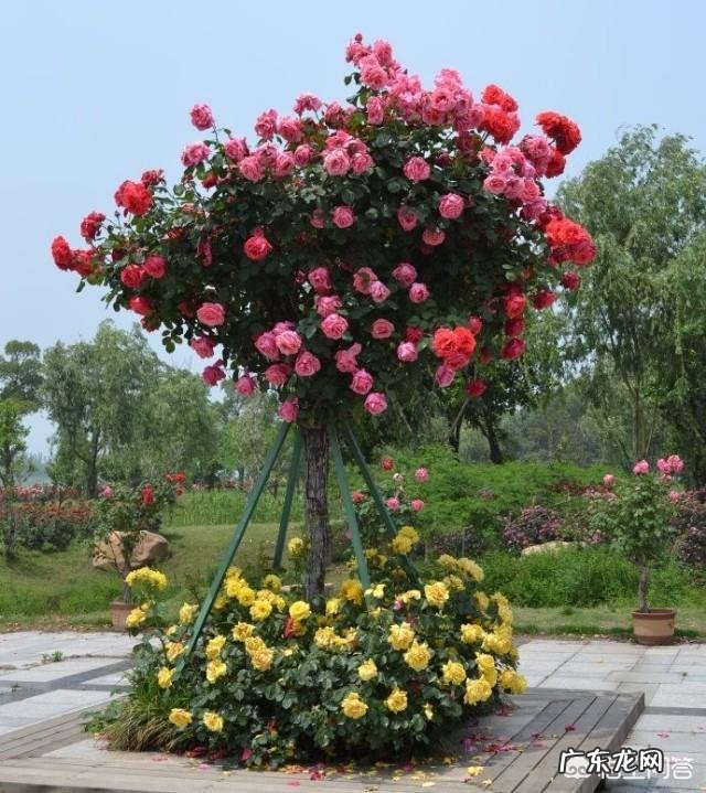 大门口种什么花好？