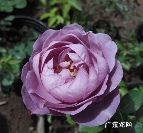 大门口种什么花好？