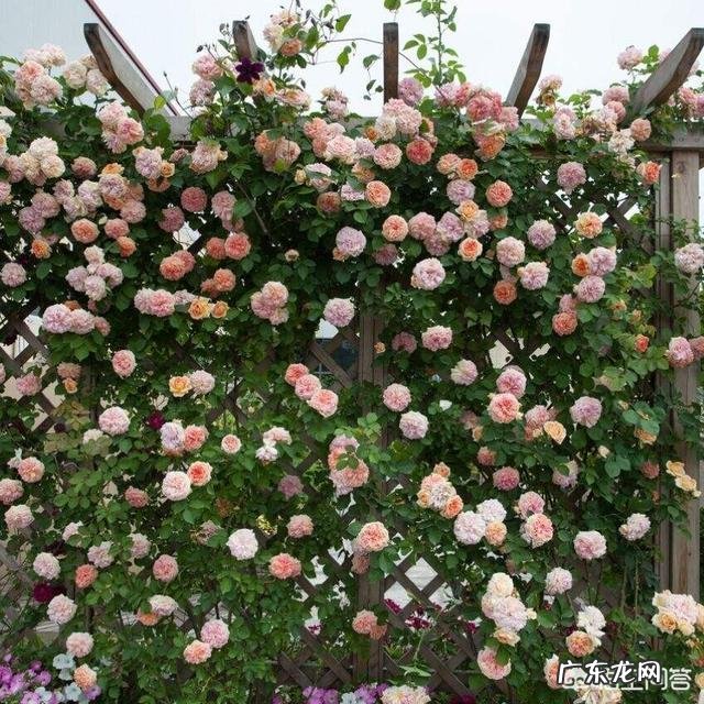 大门口种什么花好？