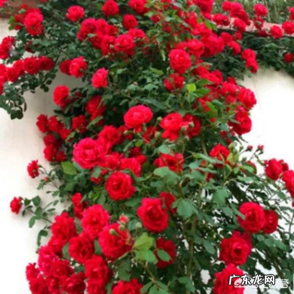 大门口种什么花好？