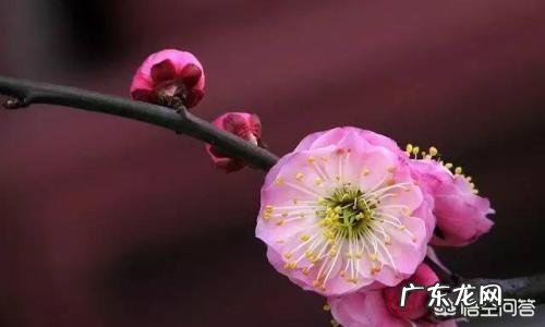 为单亲家庭的孩子开启一扇窗,单亲家庭如何进行幼儿教育?