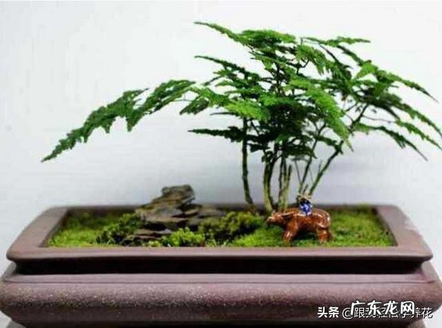 给云竹的叶片喷水，为什么叶尖黄了呢？怎么样养好矮生云竹？