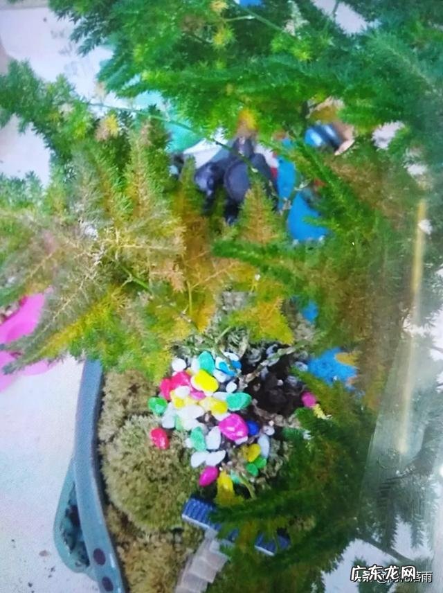 给云竹的叶片喷水,为什么叶尖黄了呢?怎么样养好矮生云竹?