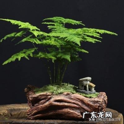 给云竹的叶片喷水，为什么叶尖黄了呢？怎么样养好矮生云竹？