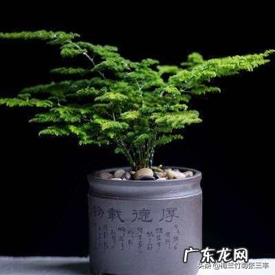 给云竹的叶片喷水，为什么叶尖黄了呢？怎么样养好矮生云竹？