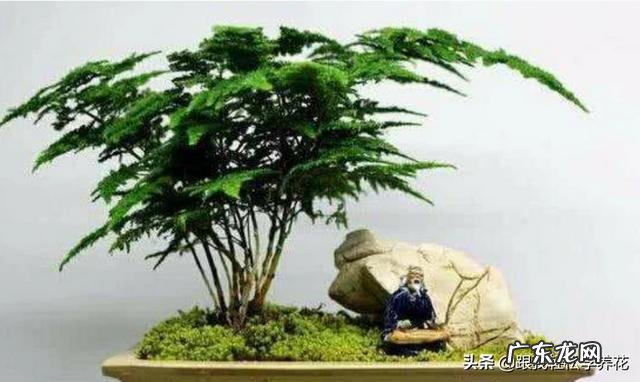 给云竹的叶片喷水,为什么叶尖黄了呢?怎么样养好矮生云竹?