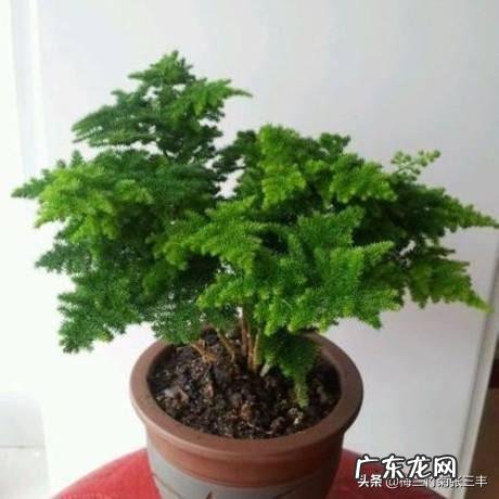 给云竹的叶片喷水，为什么叶尖黄了呢？怎么样养好矮生云竹？