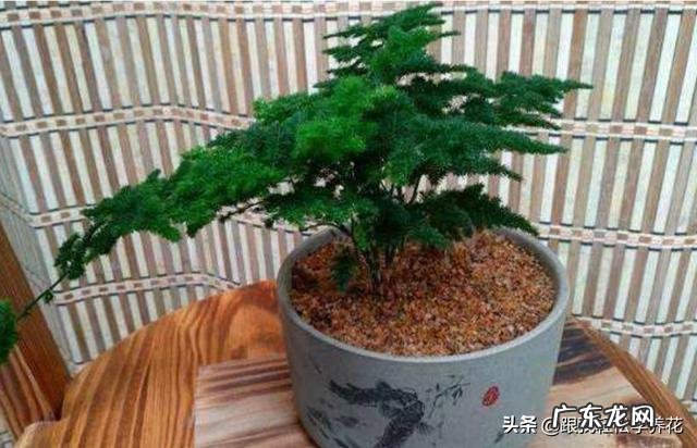 给云竹的叶片喷水，为什么叶尖黄了呢？怎么样养好矮生云竹？