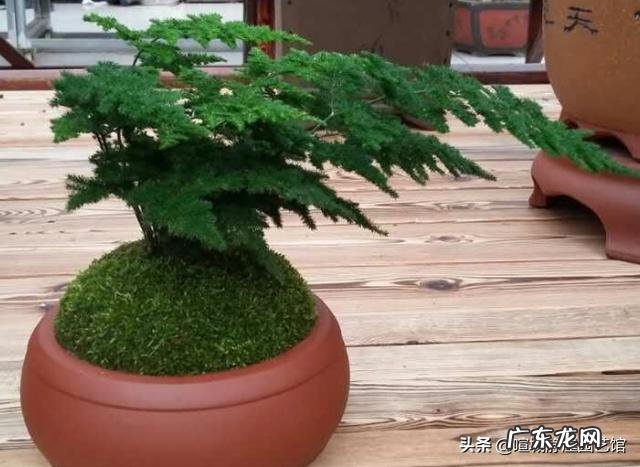 给云竹的叶片喷水，为什么叶尖黄了呢？怎么样养好矮生云竹？