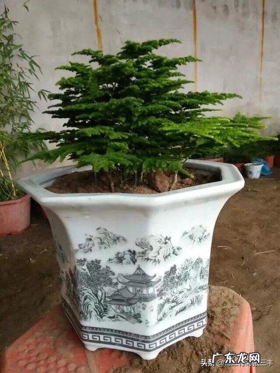 给云竹的叶片喷水,为什么叶尖黄了呢?怎么样养好矮生云竹?