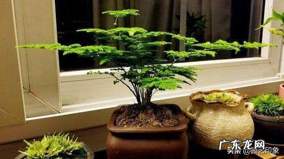 给云竹的叶片喷水，为什么叶尖黄了呢？怎么样养好矮生云竹？