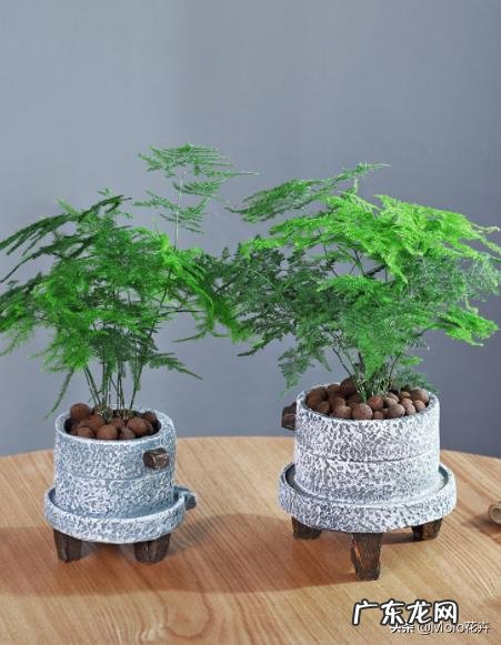 给云竹的叶片喷水，为什么叶尖黄了呢？怎么样养好矮生云竹？