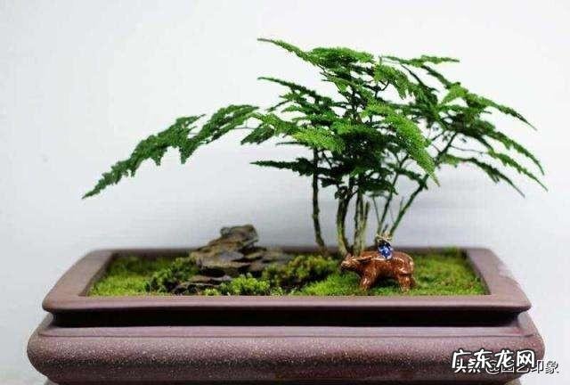 给云竹的叶片喷水，为什么叶尖黄了呢？怎么样养好矮生云竹？